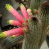 Cleistocactus_ferrarii